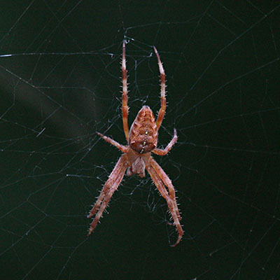 Araneus diadematus - The European Garden Spider aka The Cross Orbwweaver
