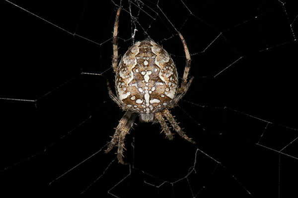 Araneus diadematus - The European Garden Spider aka The Cross Orbwweaver