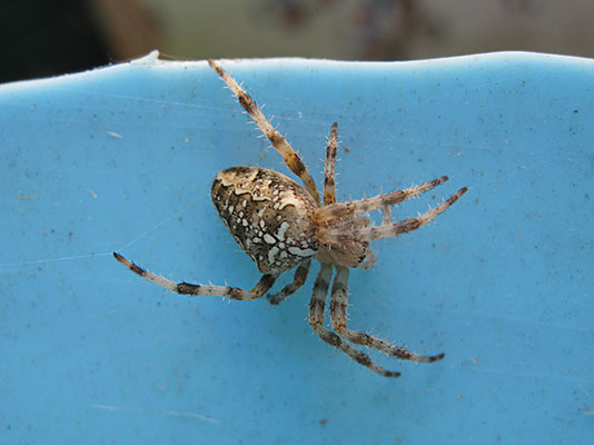 Araneus diadematus - The European Garden Spider aka The Cross Orbwweaver