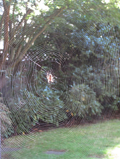 Araneus diadematus - The European Garden Spider aka The Cross Orbwweaver