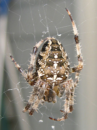 Araneus diadematus - The European Garden Spider aka The Cross Orbwweaver