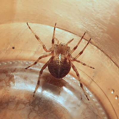 Araneus diadematus - The European Garden Spider aka The Cross Orbwweaver