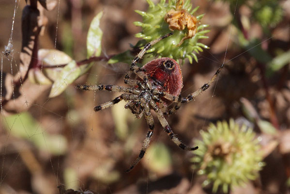 Araneus trifolium - The Shamrock Orb Weaver