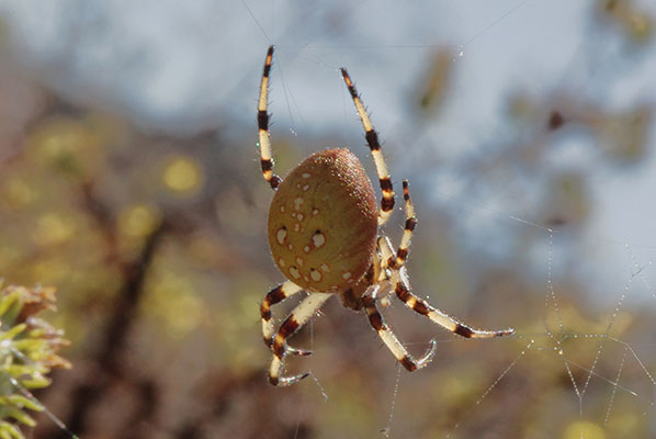 Araneus trifolium - The Shamrock Orb Weaver