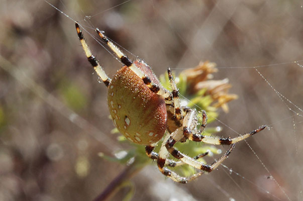 Araneus trifolium - The Shamrock Orb Weaver