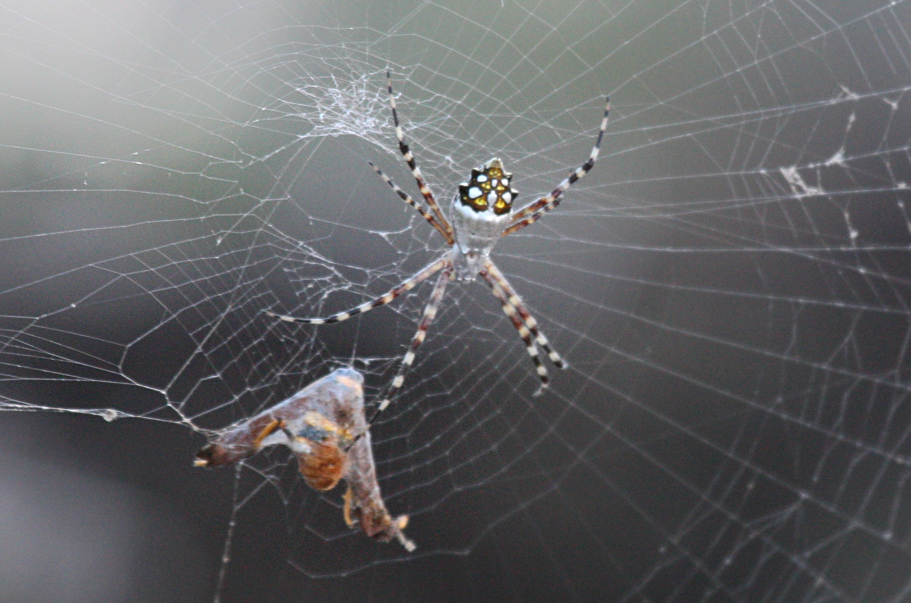 Argiope Argentata The Silver Garden Spider