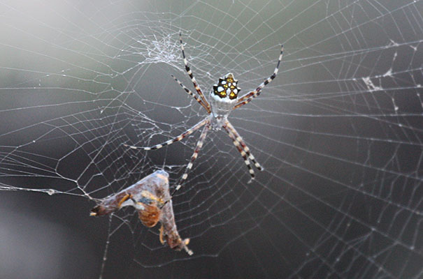 Argiope argentata - The Silver Garden Spider