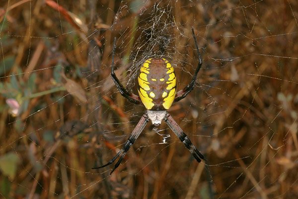 Argiope aurantia - The Golden Orb Weaver aka Yellow Garden Spider aka Corn Spider aka Black & Yellow Argiope