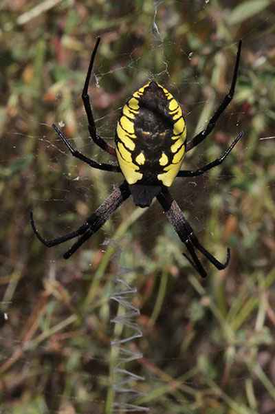 Argiope aurantia - The Golden Orb Weaver aka Yellow Garden Spider aka Corn Spider aka Black & Yellow Argiope