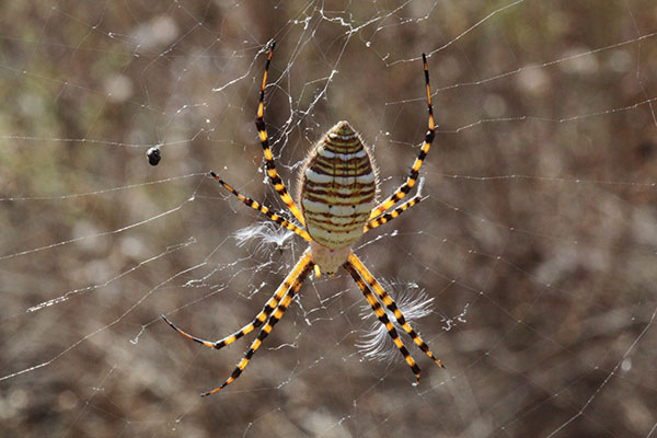 Argiope trifasciaata - The Banded Argiope