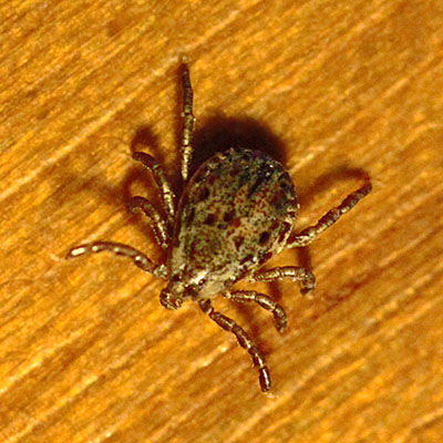 Dermacentor occidentalis - The Pacific Coast Tick