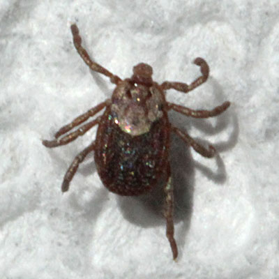 Dermacentor occidentalis - The Pacific Coast Tick