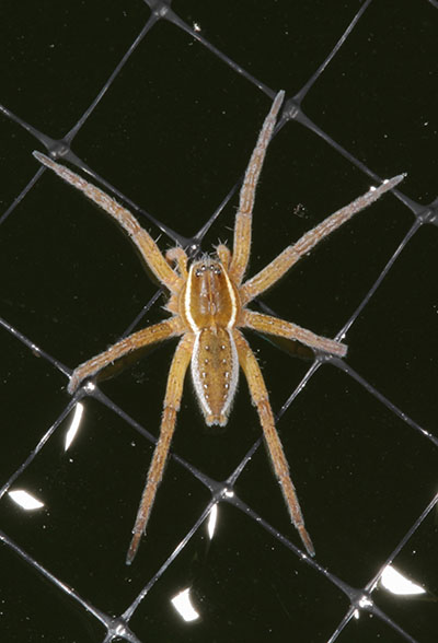 Dolomedes triton - The Six-spotted Fishing Spider