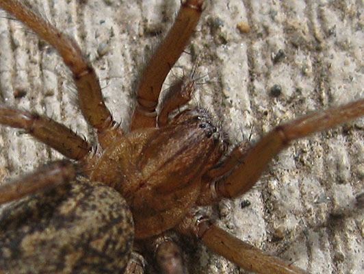 Eratigena agrestis - The Hobo Spider