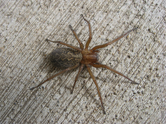 Eratigena agrestis - The Hobo Spider