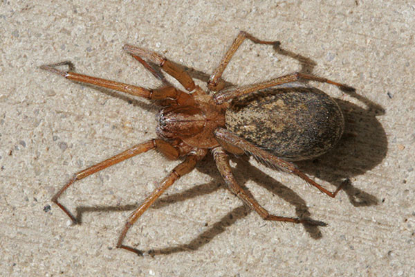 Eratigena agrestis - The Hobo Spider