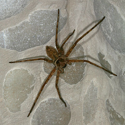 Heteropoda venatoria - The Brown Huntsman Spider aka Giant Crab Spider aka Banana Spider