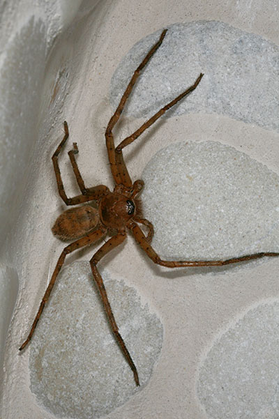 Heteropoda venatoria - The Brown Huntsman Spider aka Giant Crab Spider aka Banana Spider