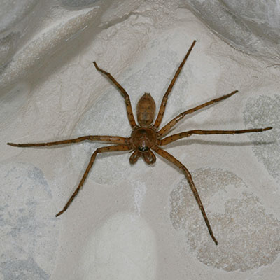 Heteropoda venatoria - The Brown Huntsman Spider aka Giant Crab Spider aka Banana Spider