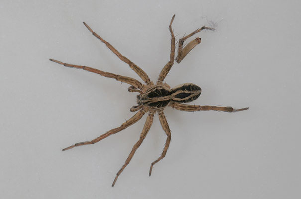 Scizocosa mccooki - A Wolf Spider