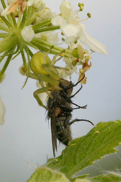 Misumena vatia - The Goldenrod Crab Spider