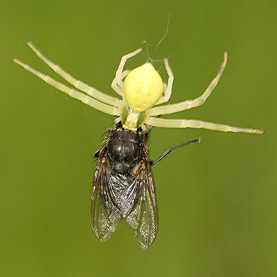 Misumena vatia - The Goldenrod Crab Spider
