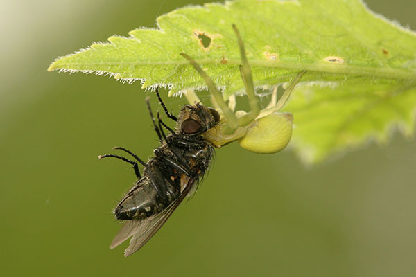 Misumena vatia - The Goldenrod Crab Spider