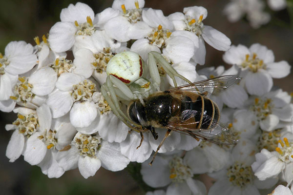 Misumena vatia - The Goldenrod Crab Spider