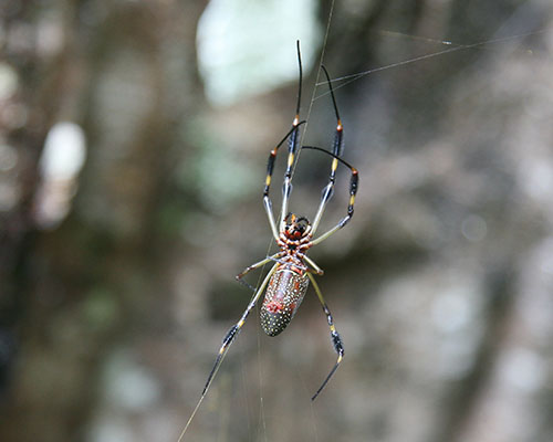 Nephila clavipes - The Golden Silk Orbweaver