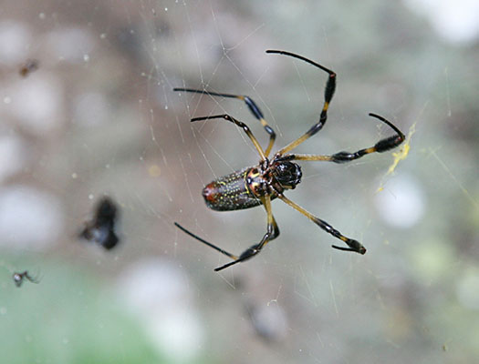 Nephila clavipes - The Golden Silk Orbweaver