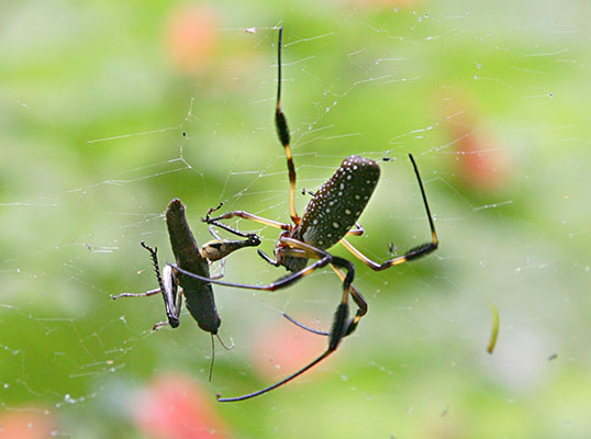 Nephila clavipe
s - The Golden Silk Orbweaver