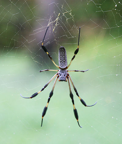 Nephila clavipes - The Golden Silk Orbweaver