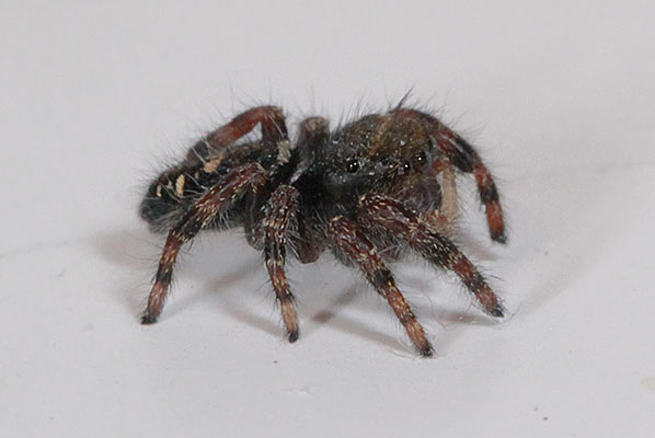 Phidippus auxdax - The Bold Jumper