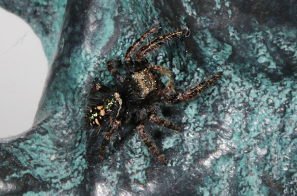 Phidippus auxdax - The Bold Jumper