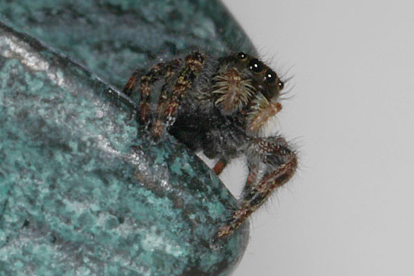 Phidippus auxdax - The Bold Jumper