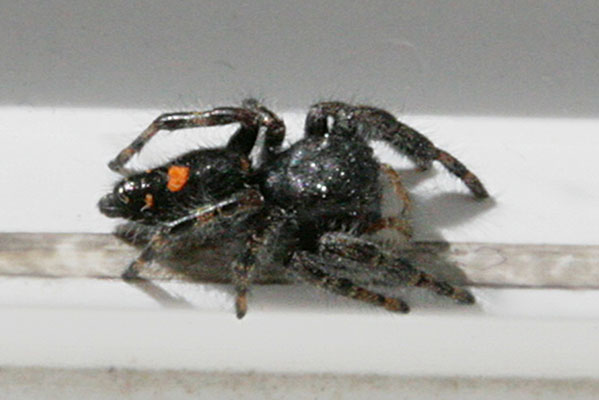 Phidippus auxdax - The Bold Jumper