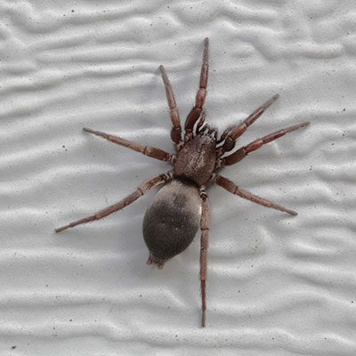 Scotophaeus blackwalli - The Mouse Spider