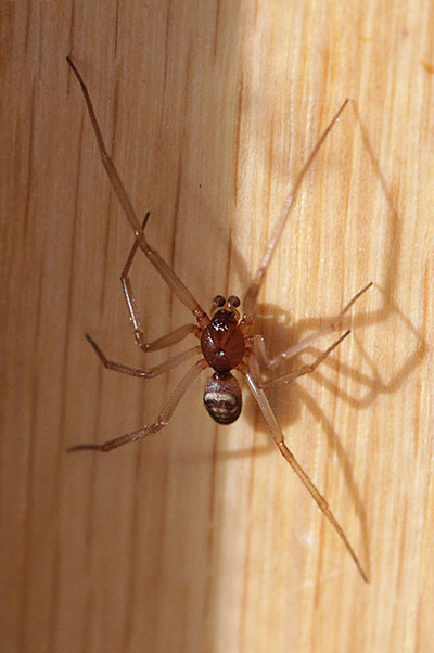 Steatoda grossa - The Cupboard Spider aka Dark Comb-footed Spider aka Brown House Spider aka False Black Widow