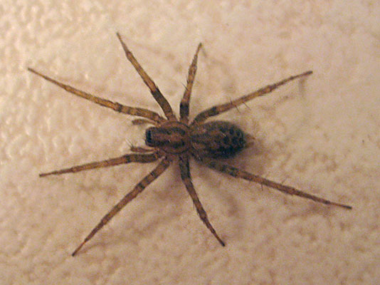 Tegenaria domestica - The Barn Funnel Weaver aka The Domestic House Spider