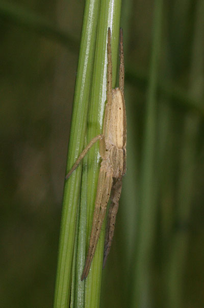 Tibellus oblongus - The Oblong Running Crab Spider