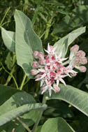 Asclepias speciosa