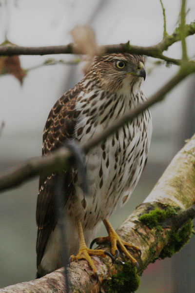 Accipiter cooperii - Cooper's Hawk