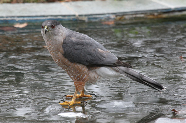 Accipiter cooperii - Cooper's Hawk