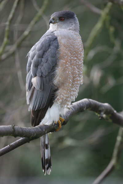 Accipiter cooperii - Cooper's Hawk