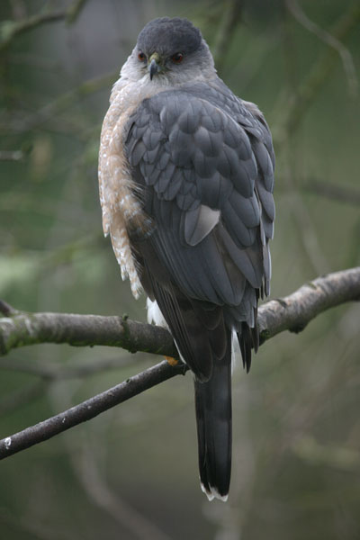 Accipiter cooperii - Cooper's Hawk