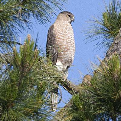 Accipiter cooperii - Cooper's Hawk