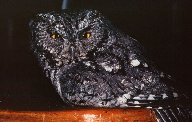 Aegolius acadicus acadicus - The Northern Saw-whet Owl