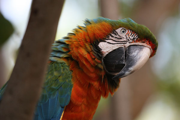 Ara ararauna - The Blue and Gold Macaw