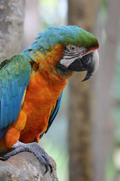 Ara ararauna - The Blue and Gold Macaw