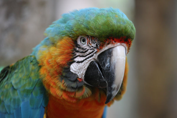 Ara ararauna - The Blue and Gold Macaw